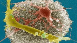 TAU– PU Workshop on Nano-bio-physics