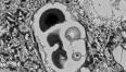 מאובן מיקרוסקופי מצולם במיקרוסקופ אלקטרוני