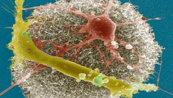 TAU– PU Workshop on Nano-bio-physics